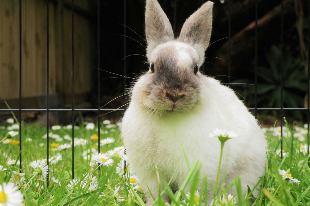 Looking after your pet rabbit in summer is important