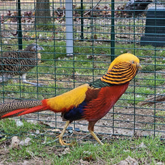 Ornamental Pheasants