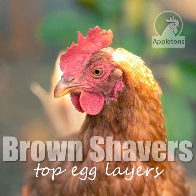 Blog Brown Shavers Our Modern Egg Laying Machines