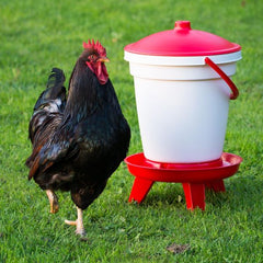 Rooster with 18L bucket drinker