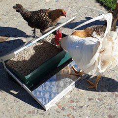 Chickens eating from Appletons premier feeder