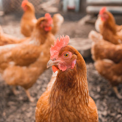 Brown Shaver chickens