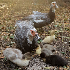 Muscovy ducks with young