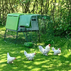 Cube Chicken Coop with free range hens