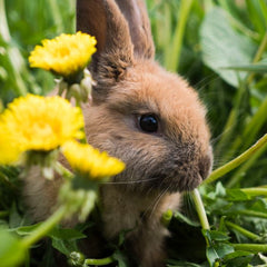 Bunny eating Dandelions