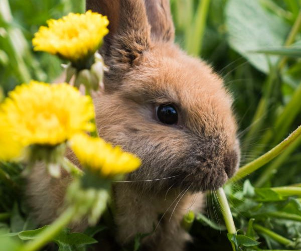 Rabbit Feed, Drinkers | Misc.