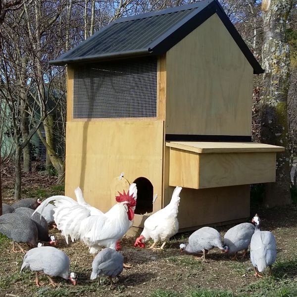 Timber hen house from Appletons
