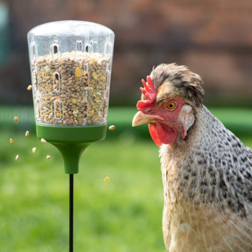 Hen pecking at treat toy