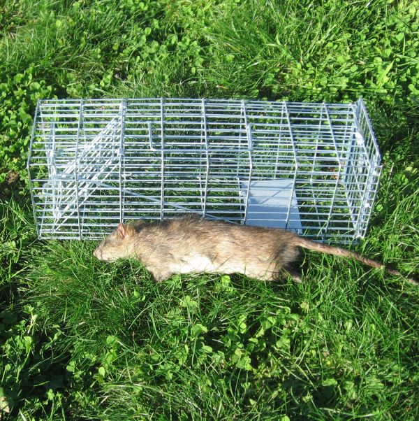 Cat or Possum Trap (Live Capture Cage Trap) - Pest Control – Appletons