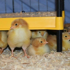 Chicks under a heat plate