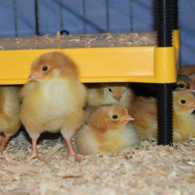 Chicks under a heat plate