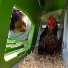 Hen laying an egg in an Eglu cube nest box
