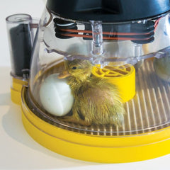 Duckling hatching in incubator