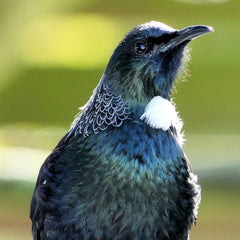 NZ Tui native bird
