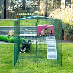 Rabbits in an Omlet Zippi Run