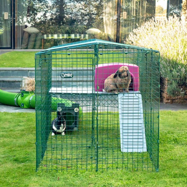 Rabbits in an Omlet Zippi Run