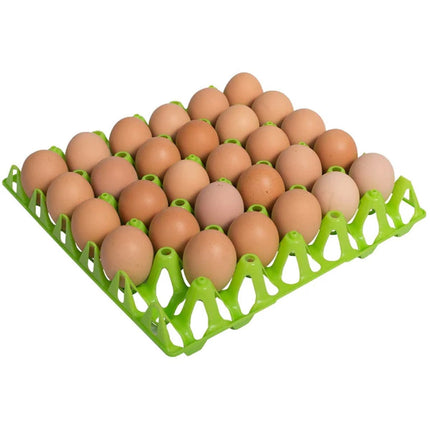 Plastic Egg Tray For 30 Chicken Eggs - Lime green