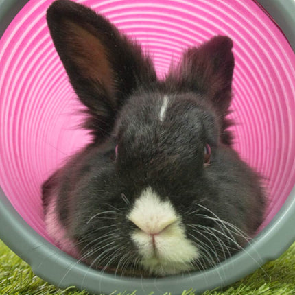 Designed to mimic a rabbit burrow in the wild, Omlet Play Tunnels are a great addition to your rabbits’ run