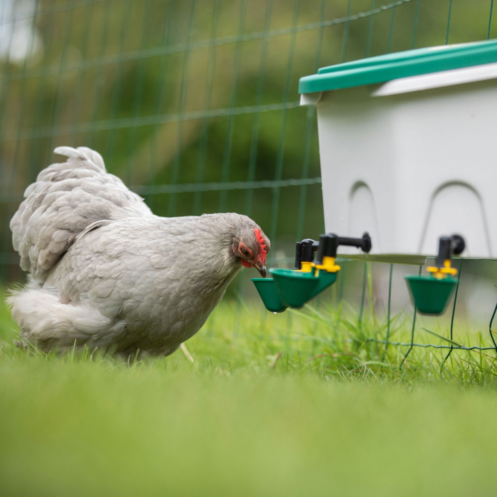 Chicken drinking from AviAqua 8L Drinker + 3 drinking cups