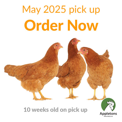 Appletons 10 week old brown shaver pullets available to pick up late May 2025 