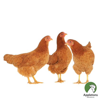 April 2025 Pullets | Brown Shavers | 12 Weeks of Age | Pick Up Only
