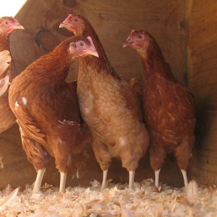 January 2025 Pullets | Brown Shavers | 10 Weeks of Age | Pick Up Only