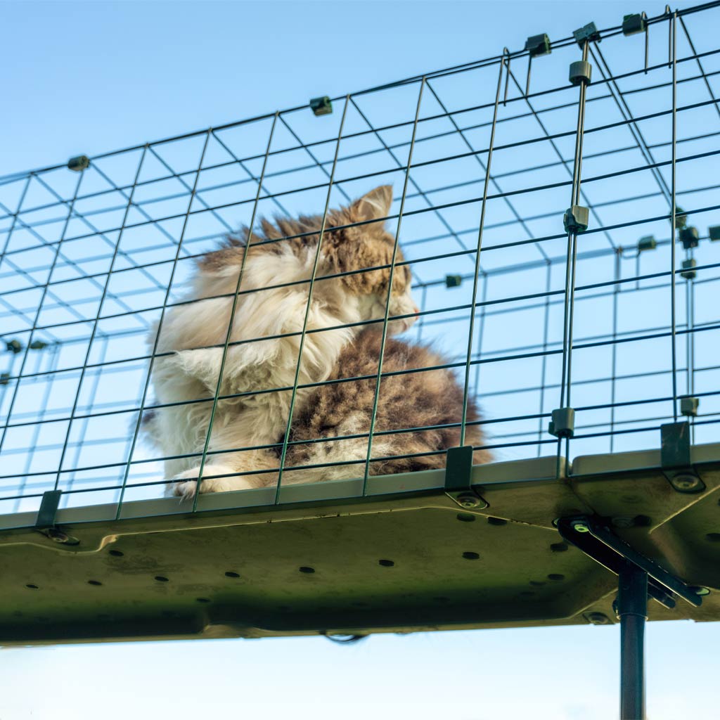 Cat looking out from the catio tunnel system