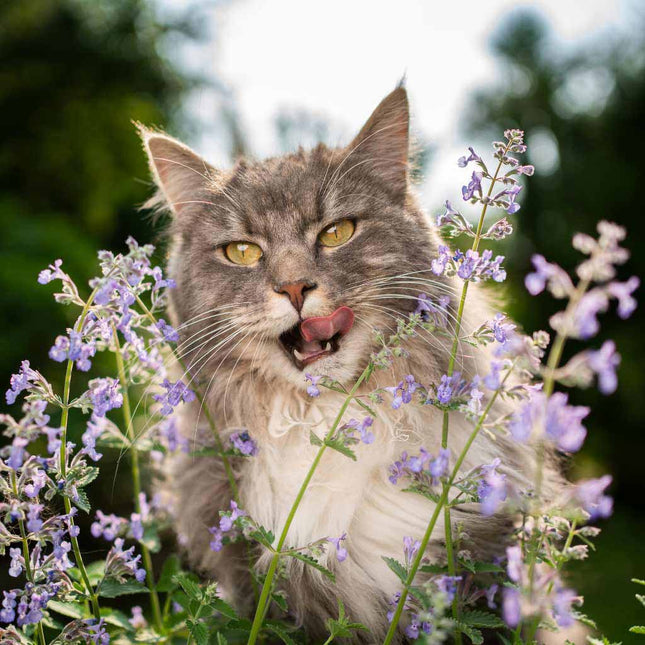 Catnip 14g | Mad Cat