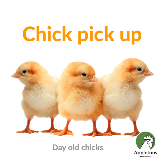 Appletons day old chicks, next pick up date to be confirmed