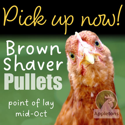 August 2025 Pullets | Brown Shavers | 14 Weeks of Age | Pick Up Only