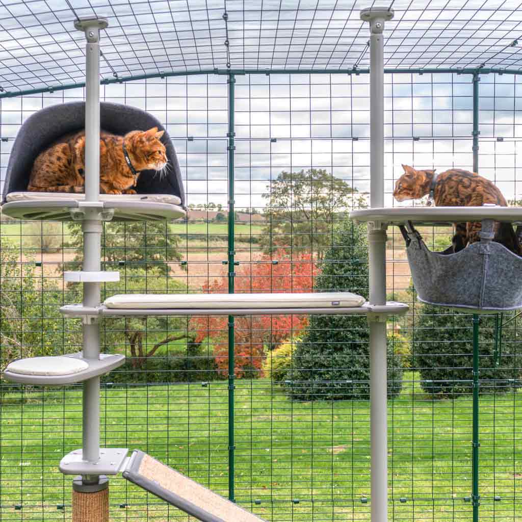 Make your cat's day with a Freestyle Outdoor Cat Tree