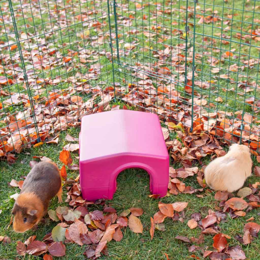 Watch your guinea pigs pop in one Zippi shelter door and out the other.