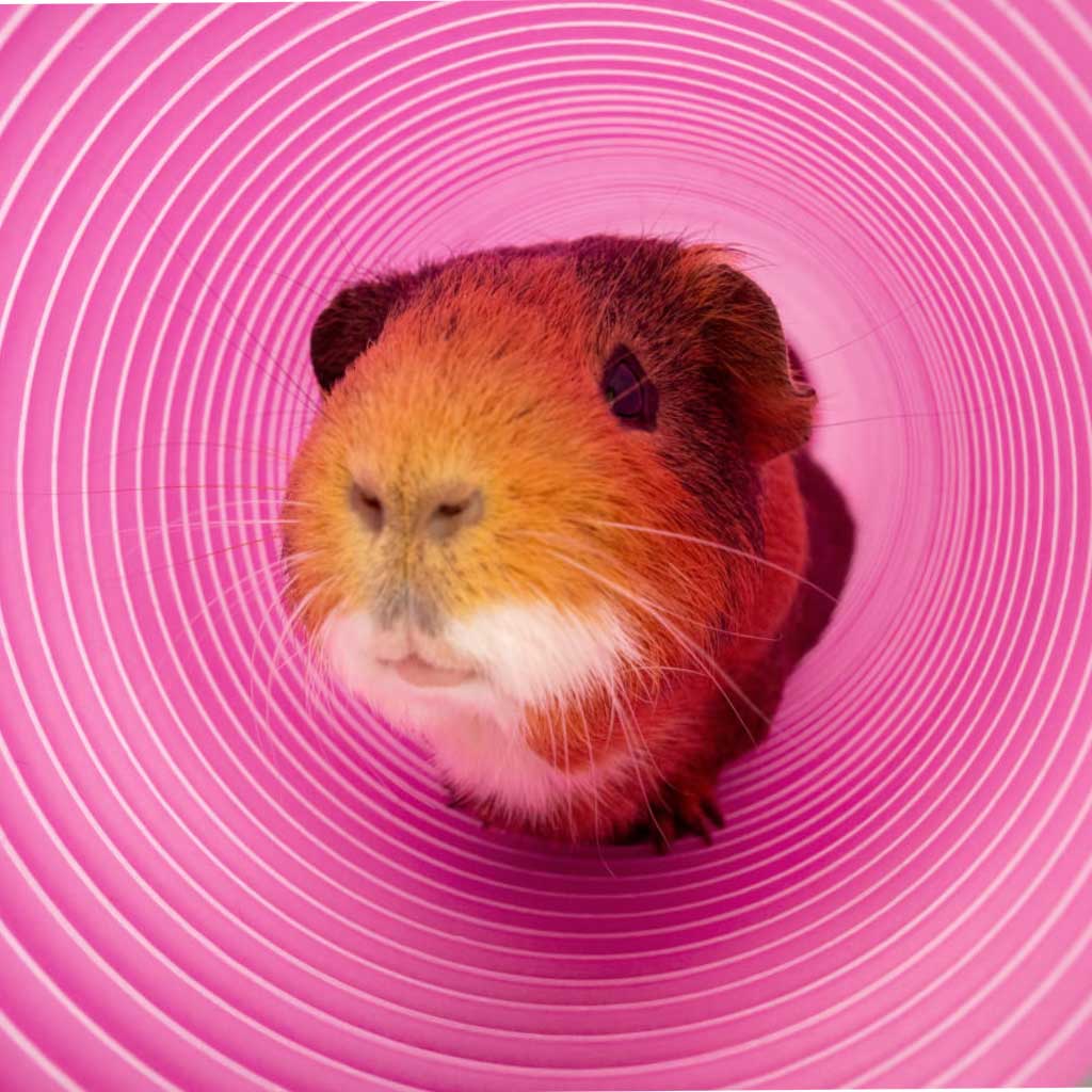 Omlet Play Tunnels are perfect for your smaller pets to run about to their heart’s content