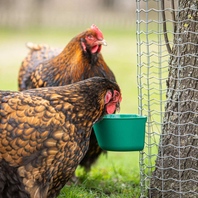 Mesh drinker feeder with chicken drinking