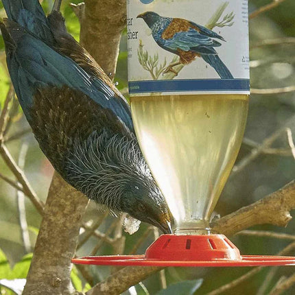 Tui drinking nectar from a bird feeder