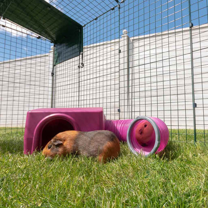 Your Guinea Pigs will love the Zippi shelter. Available in green or purple