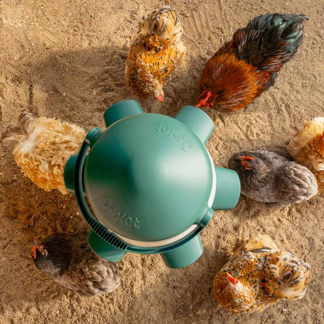 Omlet's largest no waste chicken feeder with 11kg capacity and 6 anti-bully ports