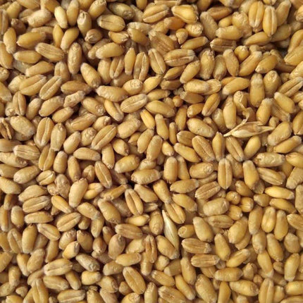 Poultry Wheat