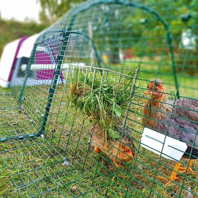 Two chickens enjoying the added space of a run extension to their Eglu Go