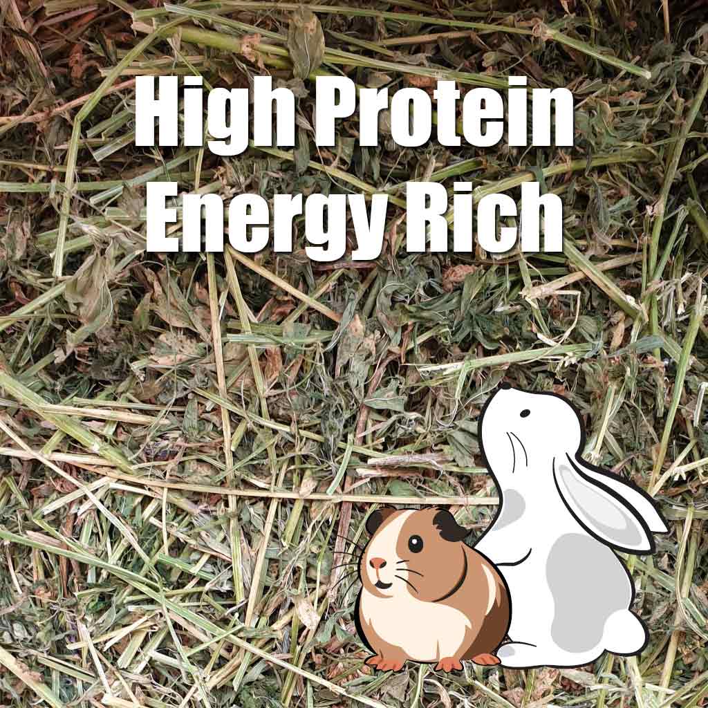 High protein and energy rich Appletons lucerne hay for rabbits, guinea pigs, small pets