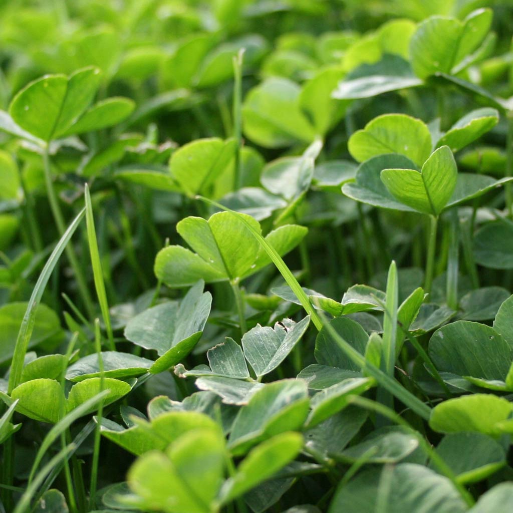 Clover