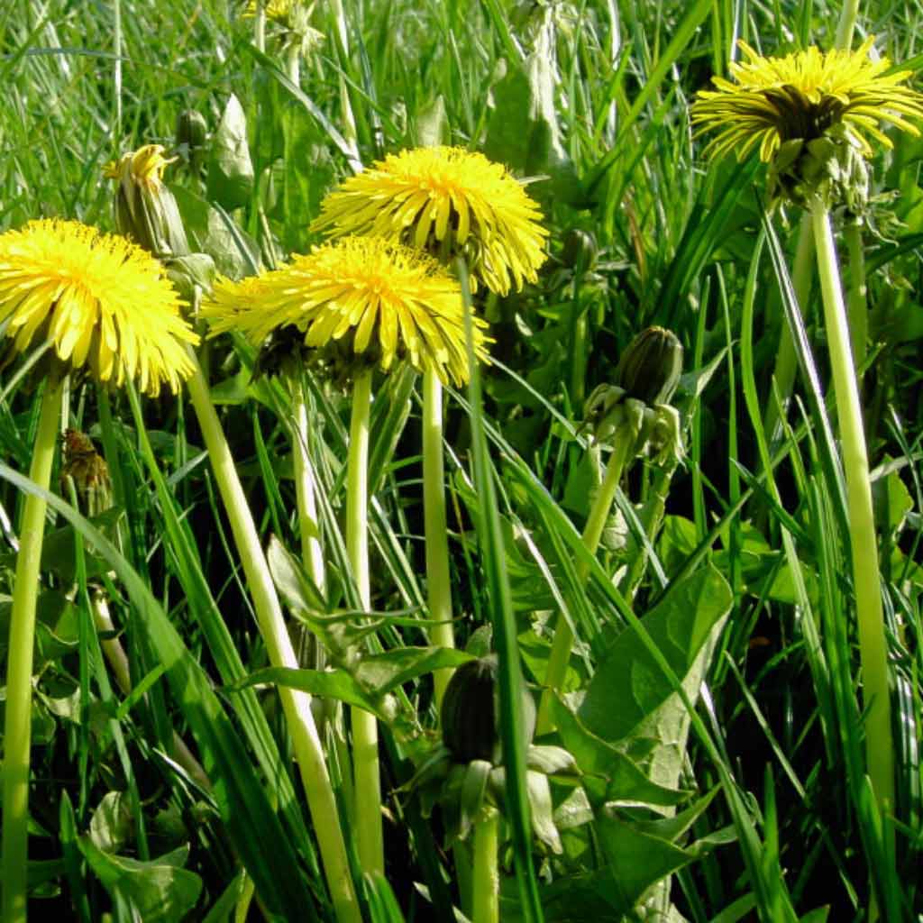 Dandelion