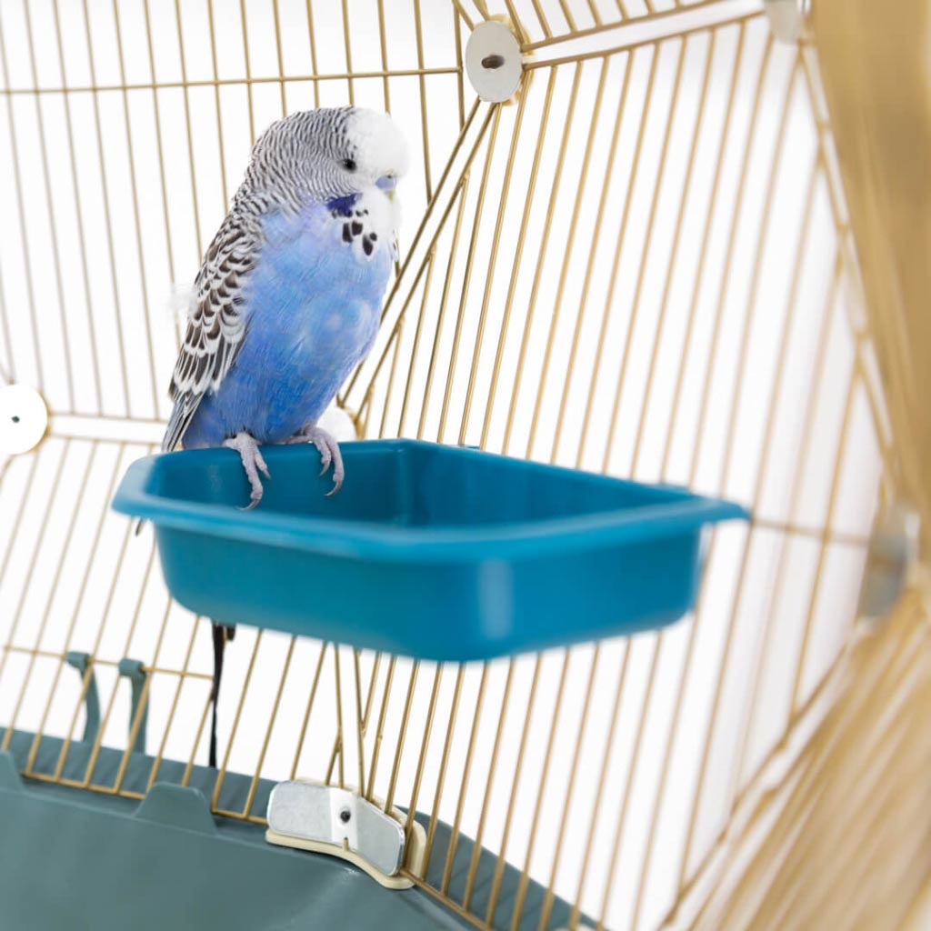 Budgie sitting on the Geo Bird Bath inside the Geo Bird Cage by Omlet
