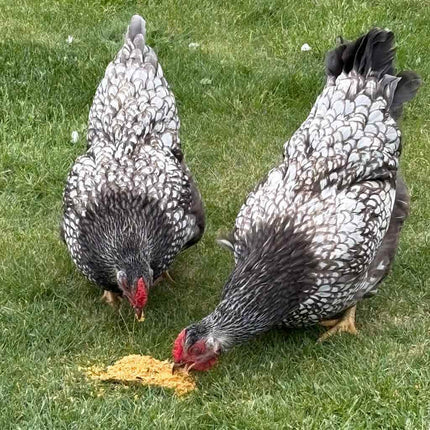 Chickens enjoying Bok Bar Treat Logs by Topflite