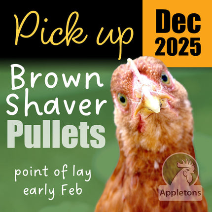 Pick up December 2025 Appletons brown shaver pullets 10 weeks old 
