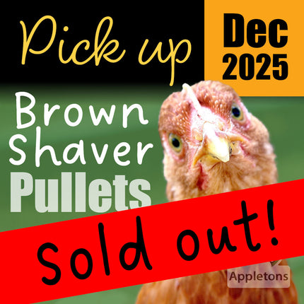 Sold Out Appletons brown shaver pullets for December 2025 pick up