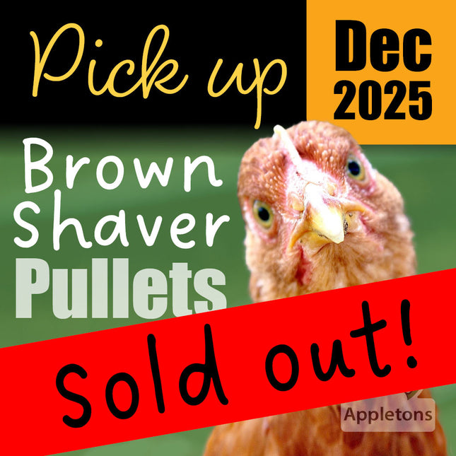 Sold Out Appletons brown shaver pullets for December 2025 pick up