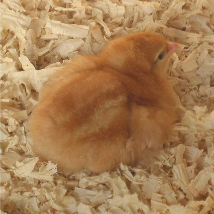 day old brown shaver chick