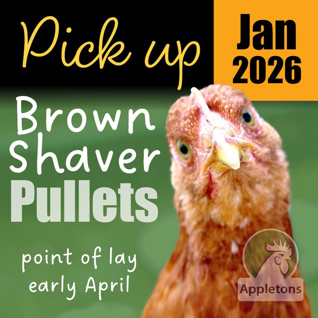 Appletons Brown Shaver Pullets 10-Weeks of Age ready for pick up end of January 2026