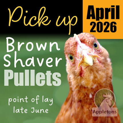 Appletons brown shaver pullets at 10 weeks of age available for pick up April 2026